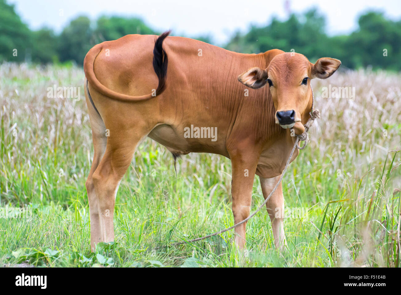 Brown cow in a meadow Stock Photo - Alamy