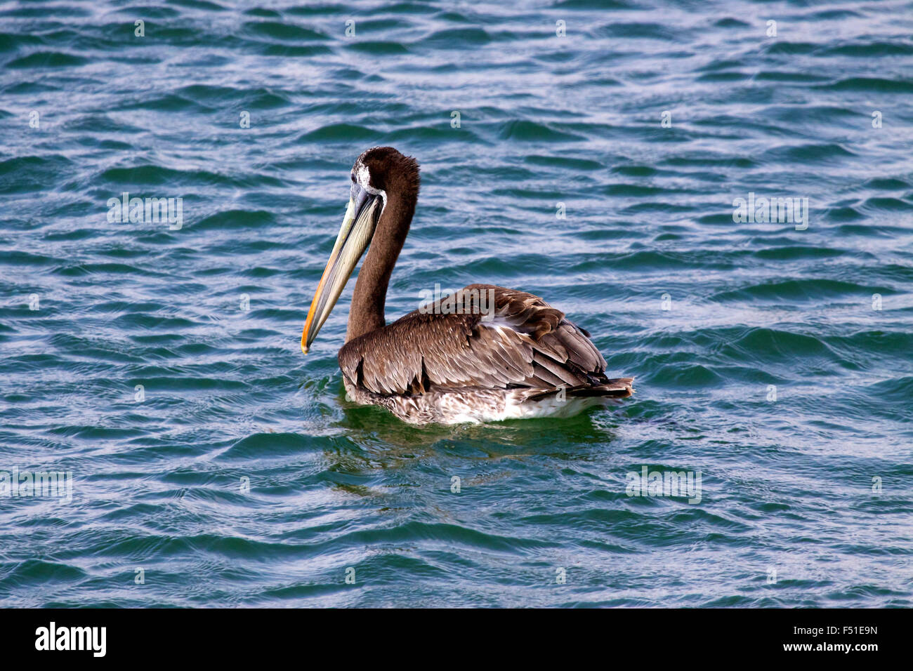 Peruvian Pelican (Pelecanus thagus) Paracas, Islas Ballestas, Peru