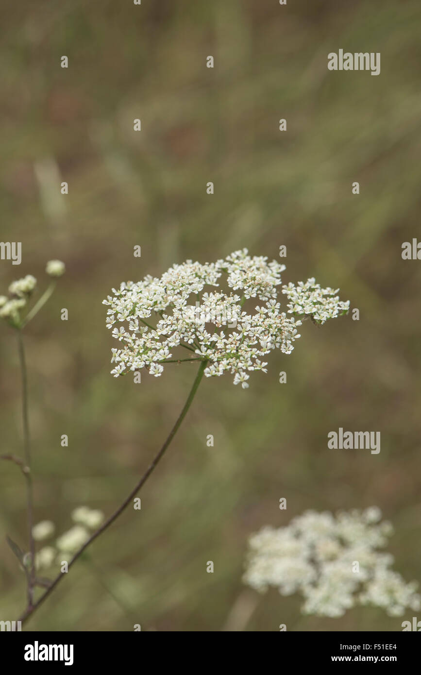 Japanese Hedge Parsley High Resolution Stock Photography And Images Alamy Japanese Hedge Parsley High Resolution Stock Photography And Images Alamy
