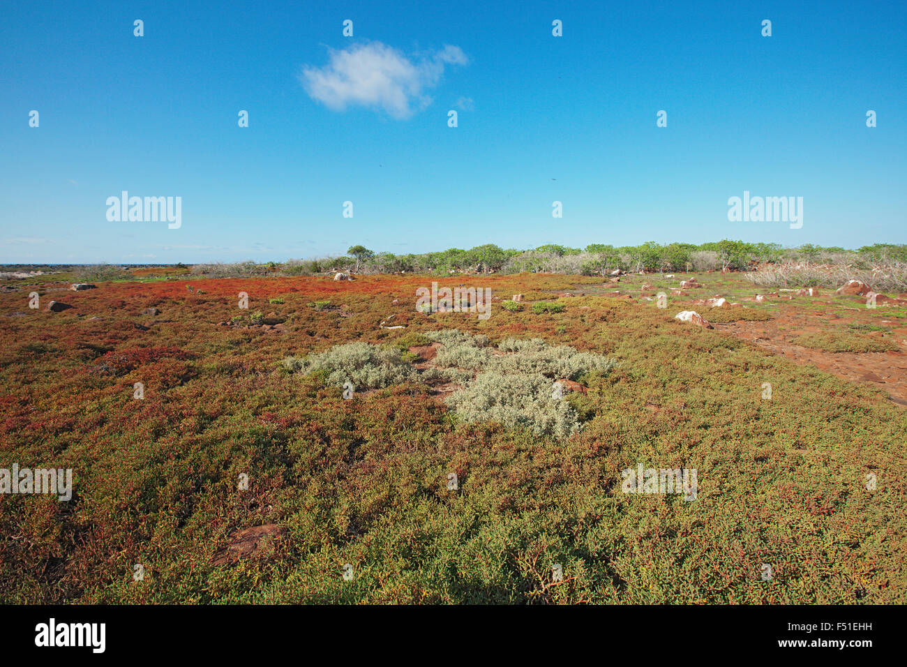 Rugged landscape on North Seymour island, Galapagos, Ecuador. Stock Photo