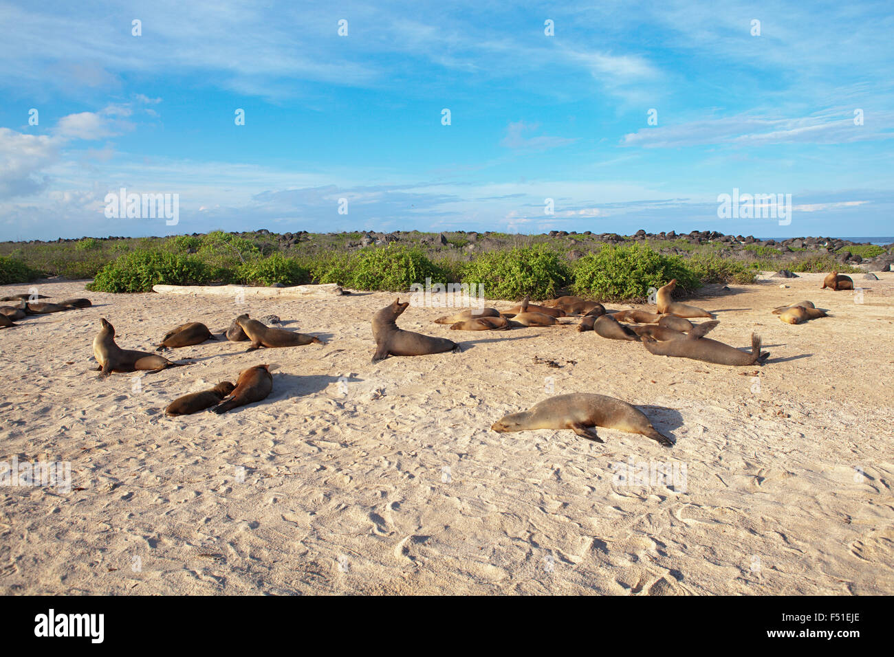 Sea lions on Floreana island, Galapagos, Ecuador. Stock Photo