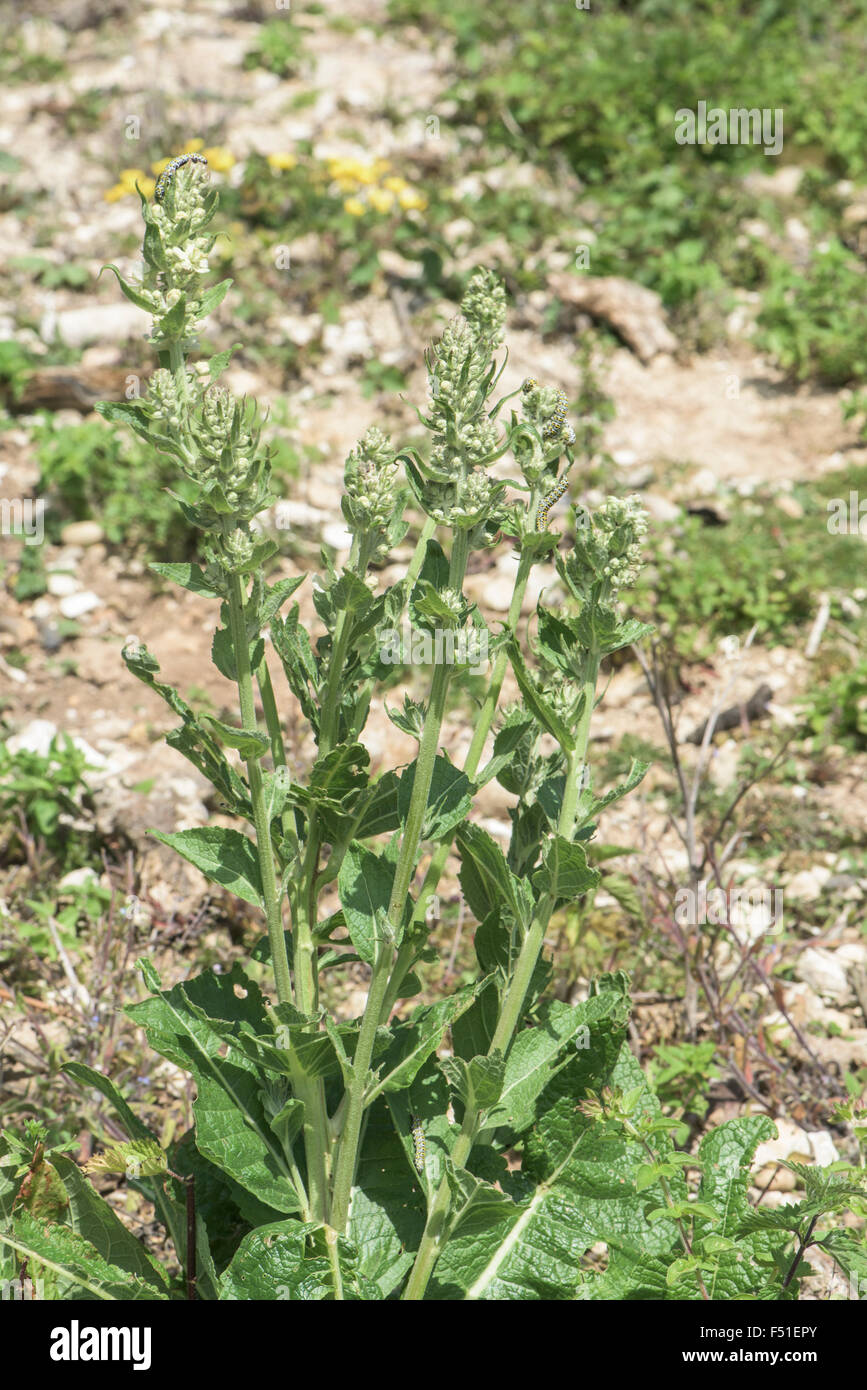 Verbascum lychnitis, White Mullein, Surrey, UK. June. Stock Photo