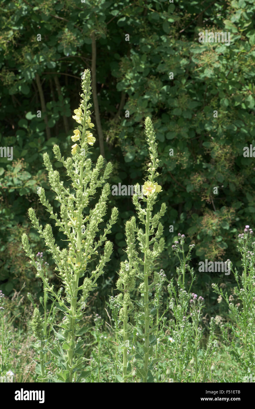 Verbascum thapsus, Great or Common Mullein, Surrey, UK. June. Stock Photo