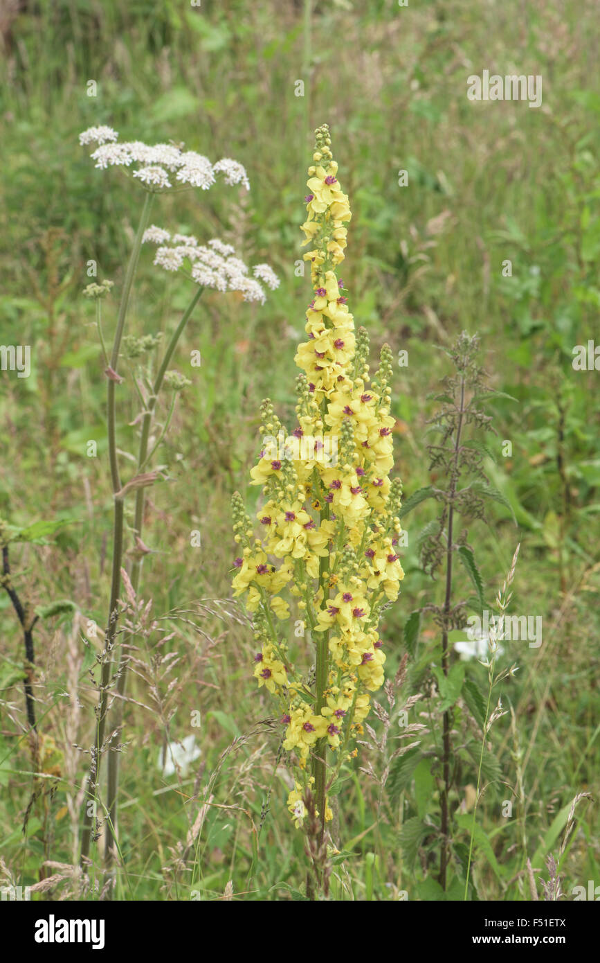 Verbascum virgatum, Twiggy Mullein, Surrey, UK. June. Stock Photo