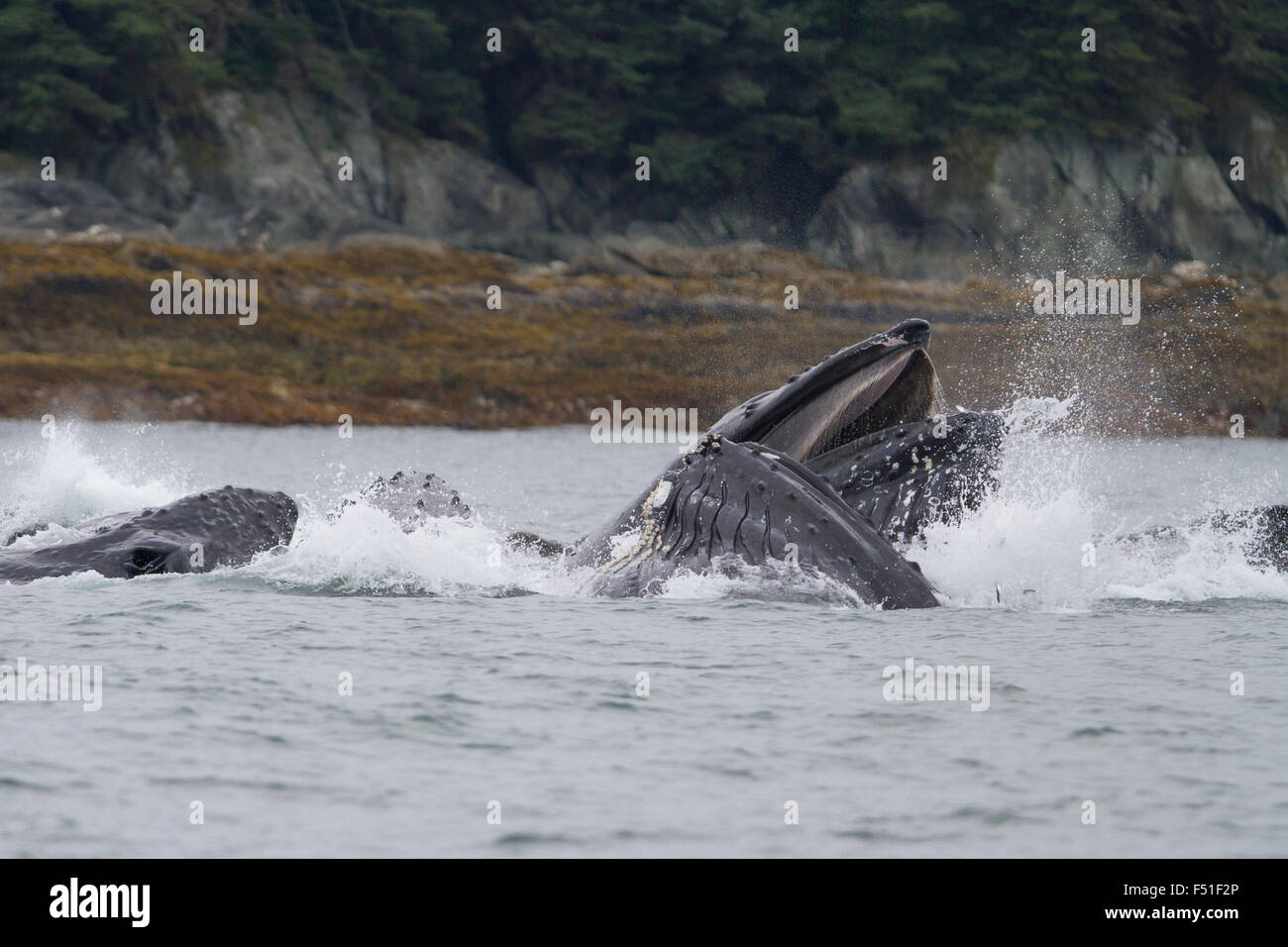Humpback whale bubble net hi-res stock photography and images - Alamy