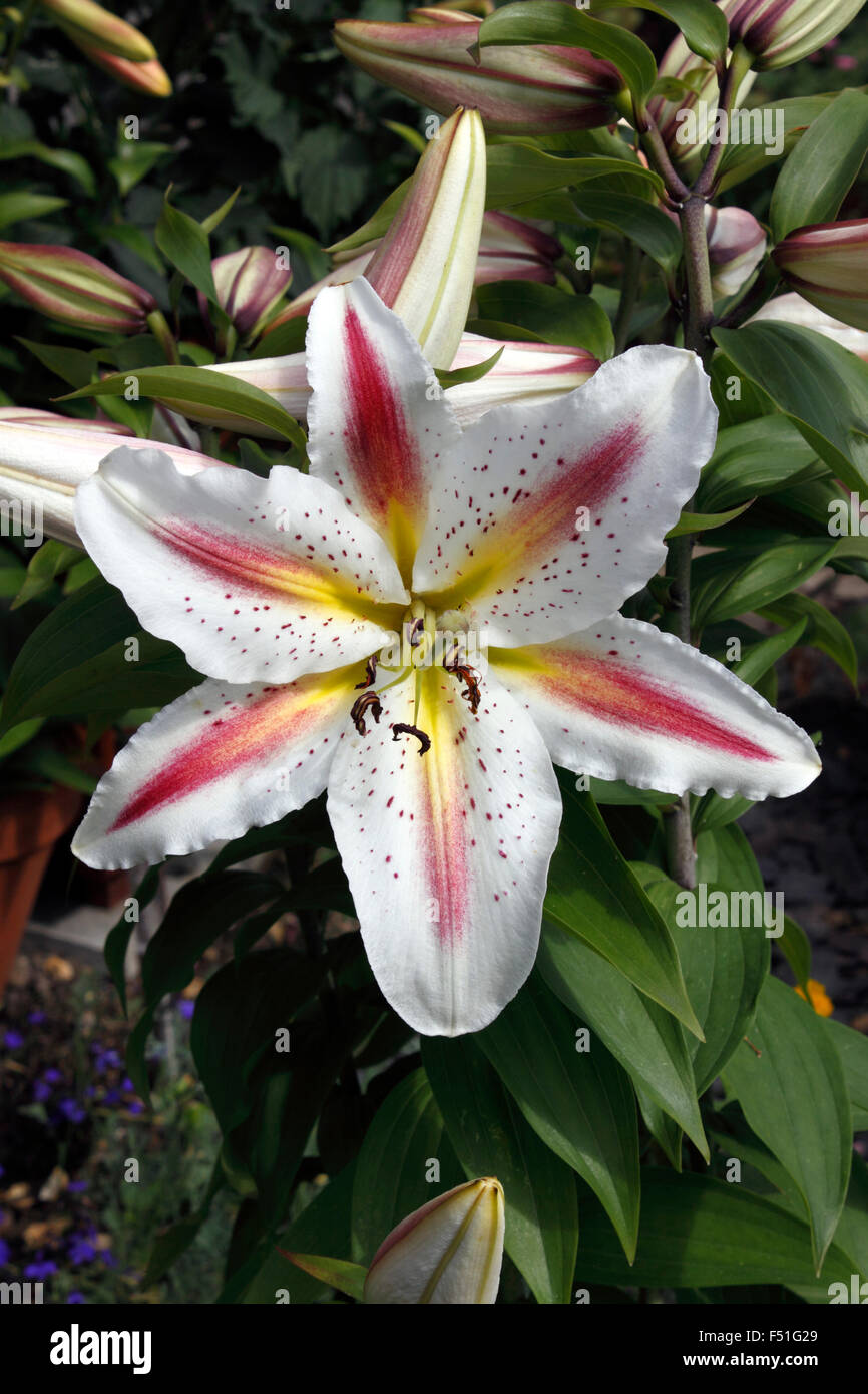 LILIUM PLAY TIME. LILY. Stock Photo