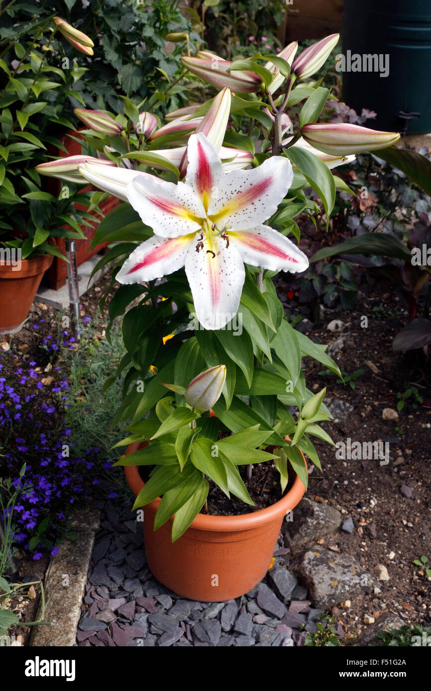 LILIUM PLAY TIME. LILY. Stock Photo