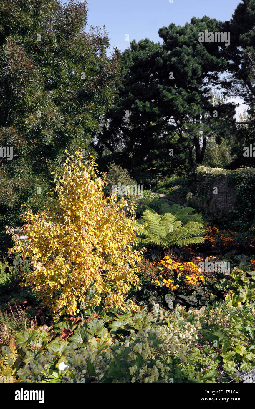 RHS HYDE HALL. THE ROBINSON GARDEN IN AUTUMN. Stock Photo