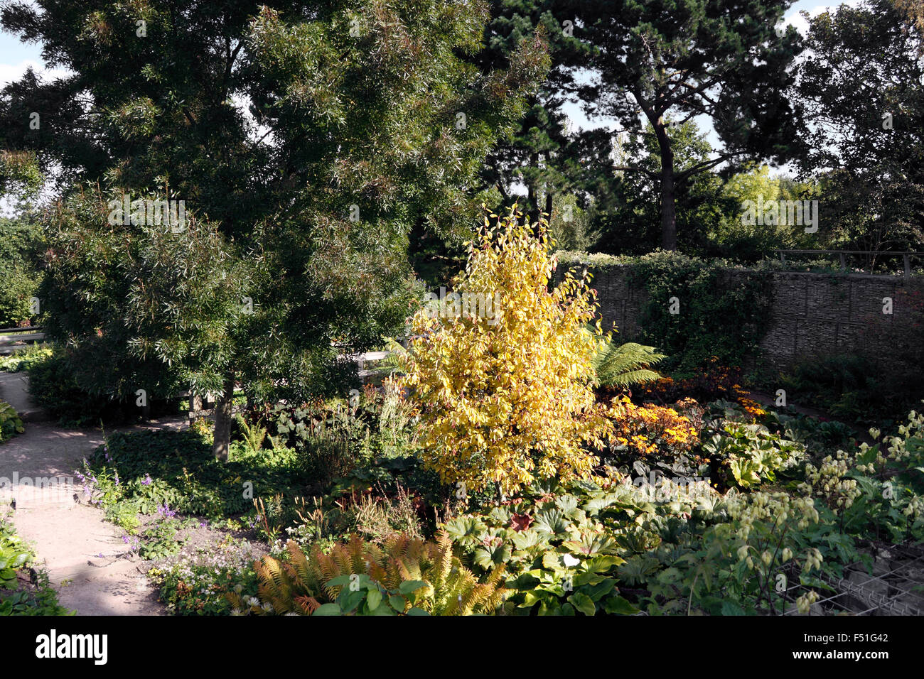 RHS HYDE HALL. THE ROBINSON GARDEN IN AUTUMN. Stock Photo