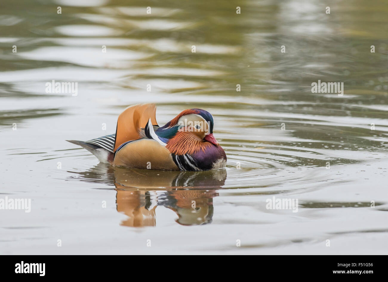 Mandarin duck (Aix galericulata) male (drake). The species is native to Asia, but breeds ferally in parts of Britain and Europe. Stock Photo
