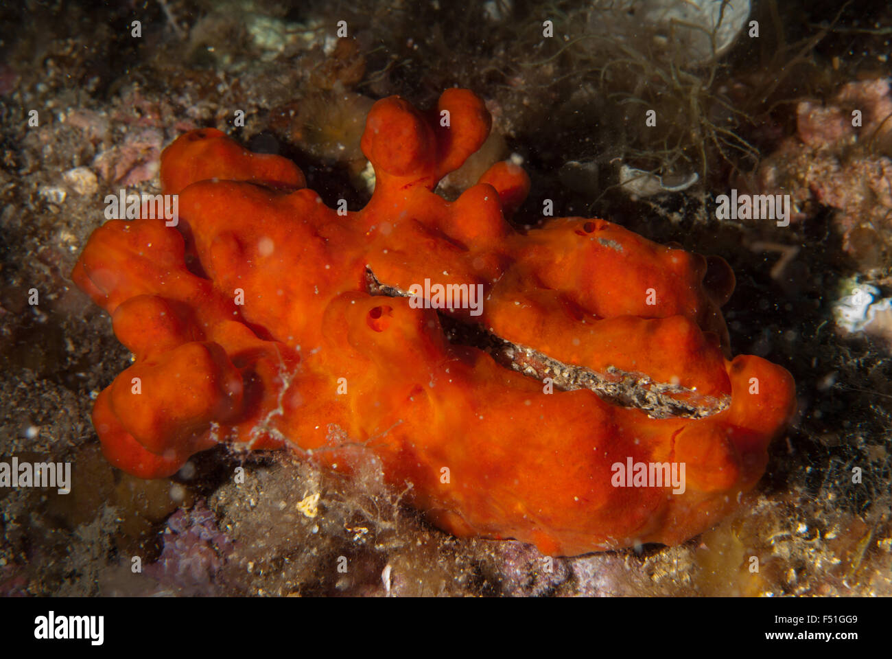 Blood sponge, (Hymeniacidon perlevis), Tor Paterno Marine protected