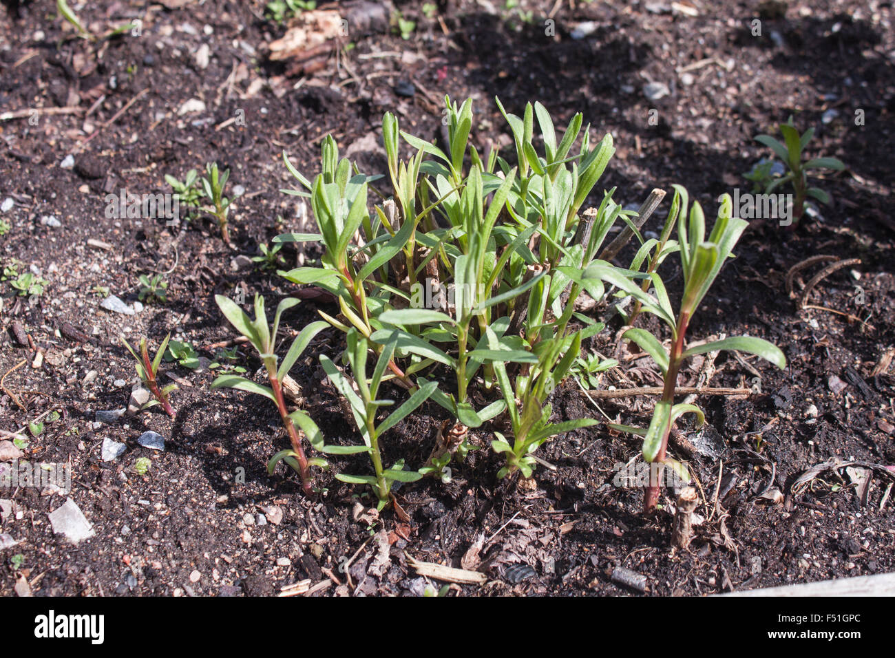 Artemisia dracunculus, tarragon, growing in the forrest Stock Photo
