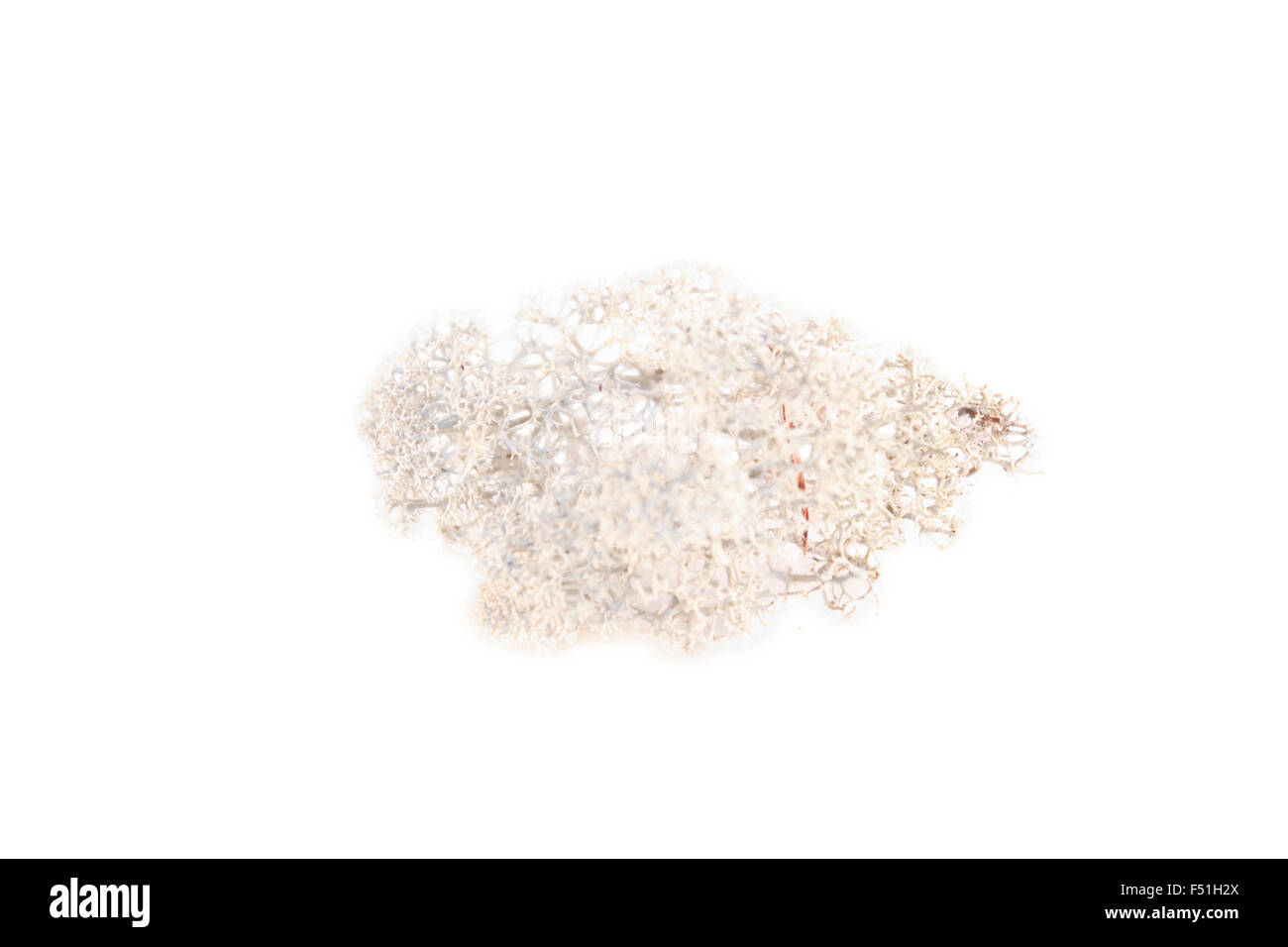 A piece of lichen, isolated on white background Stock Photo