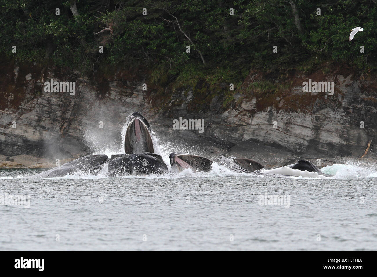 Humpback Whales cooperative bubble-net feeding in Alaskan waters Stock Photo