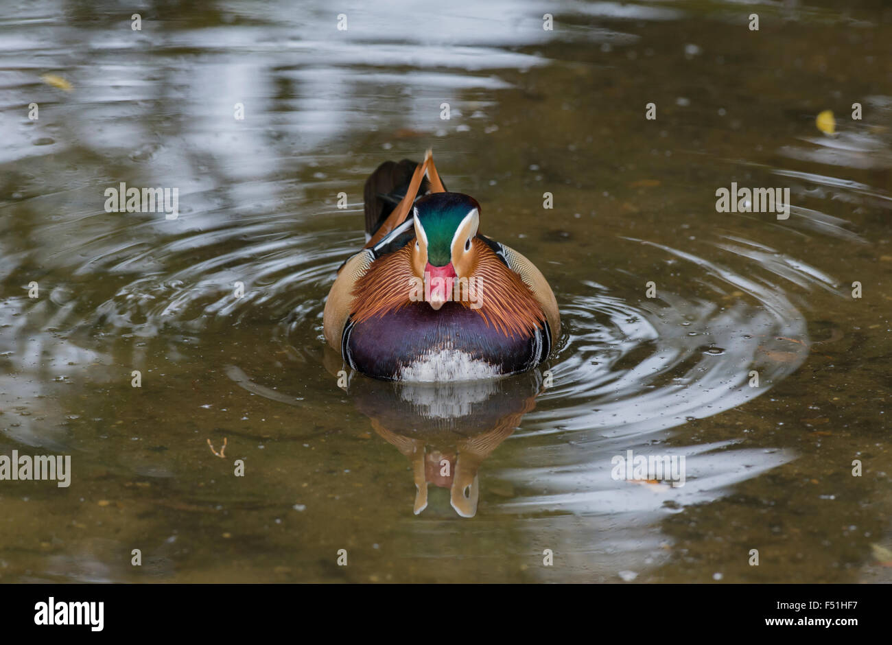 Mandarin duck (Aix galericulata) male (drake). The species is native to Asia, but breeds ferally in parts of Britain and Europe. Stock Photo