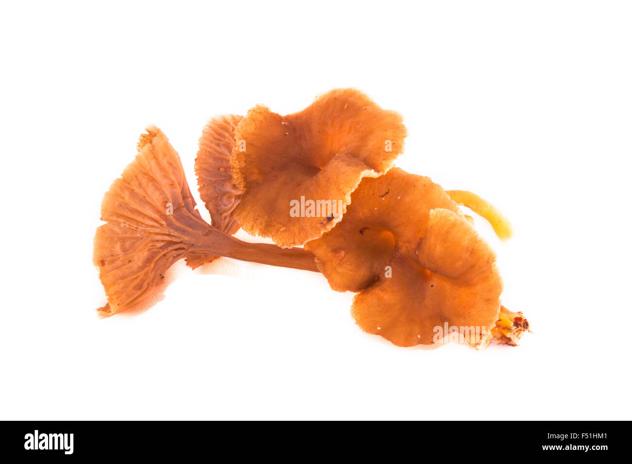 Isolated yellowfoot, or funnel chanterelle as they call them, on white background Stock Photo