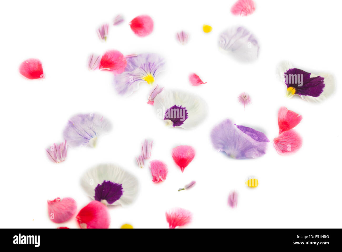 Petals falling flower rose hi-res stock photography and images - Alamy