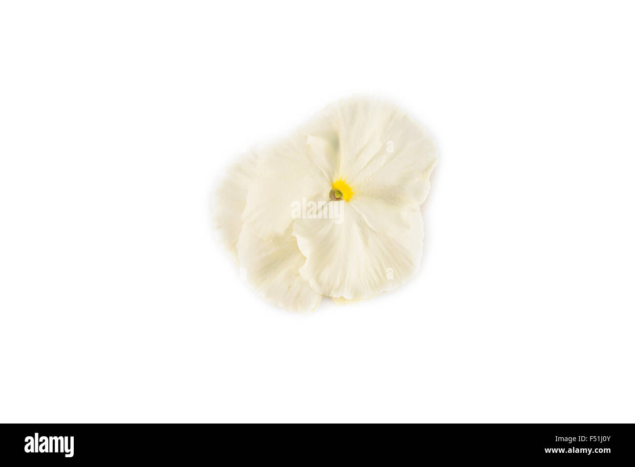 White viola flower, isolated on white background Stock Photo Alamy