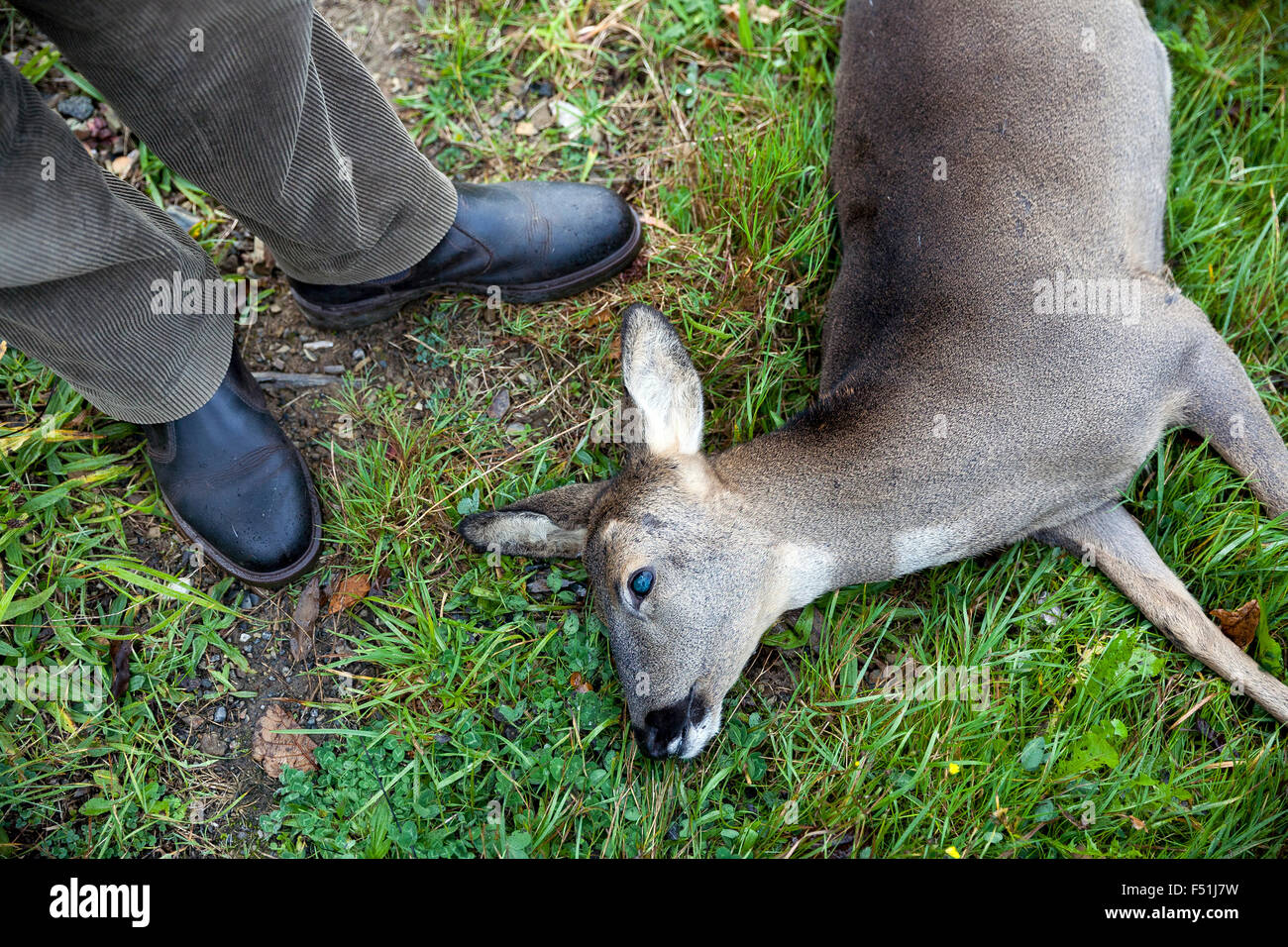 poacher with dead roe deer,poaching,hunting,shooting,deer, doe, portrait,  side view, isolated, wild animal, A small Eurasian deer which lacks a  visibl Stock Photo - Alamy