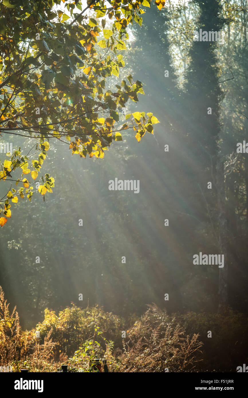 Colorful and foggy autumn forest in backlight with sunbeam Stock Photo ...