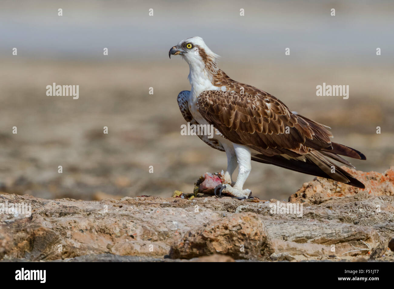 Osprey, standing with a caught fish, Nabq, Egypt (Pandion haliaetus) Stock Photo