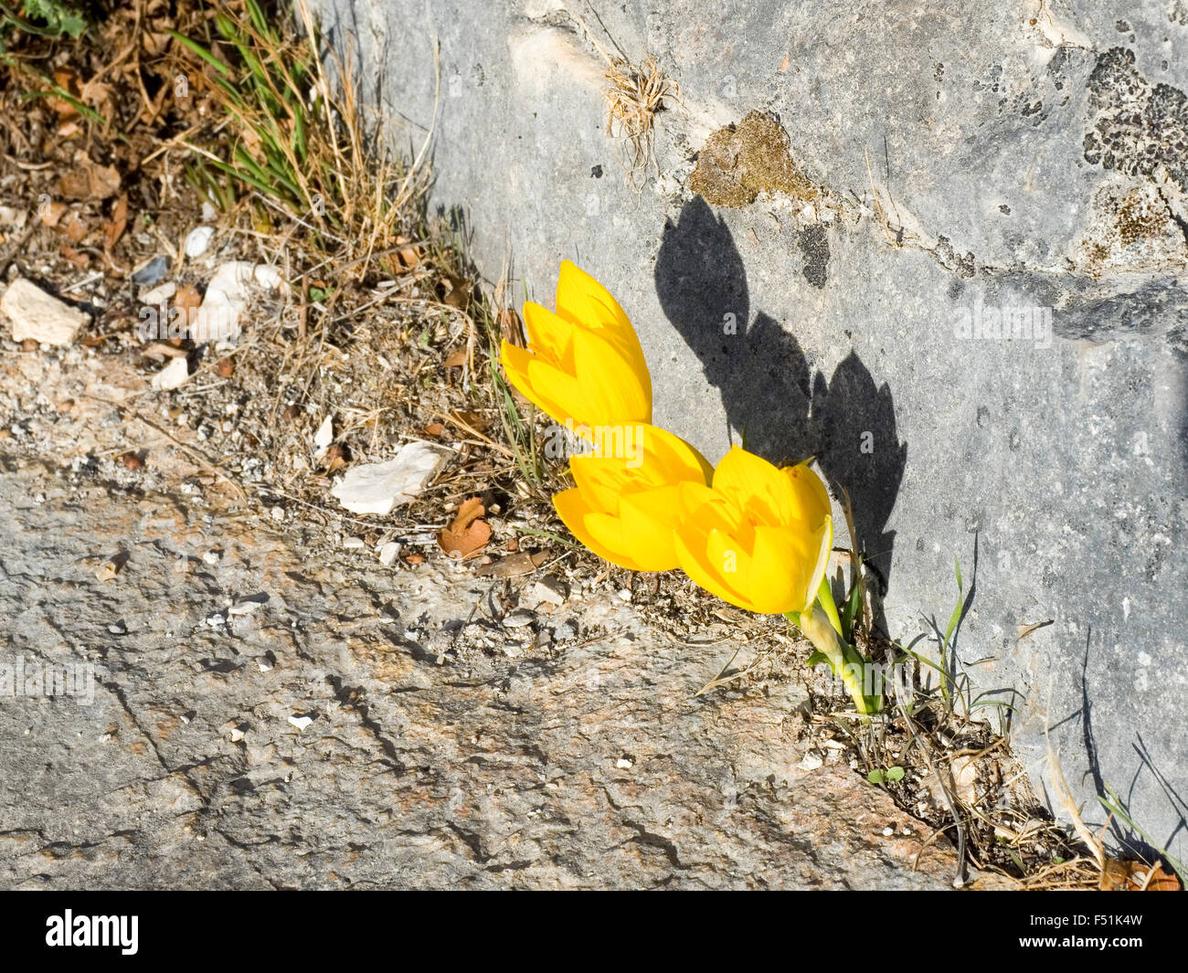 Yellow flowers of the Sternbergia lutea (Autumn daffodil, Fall daffodil, Lily-of-the-field, Winter daffodil, Yellow Autumn crocu Stock Photo