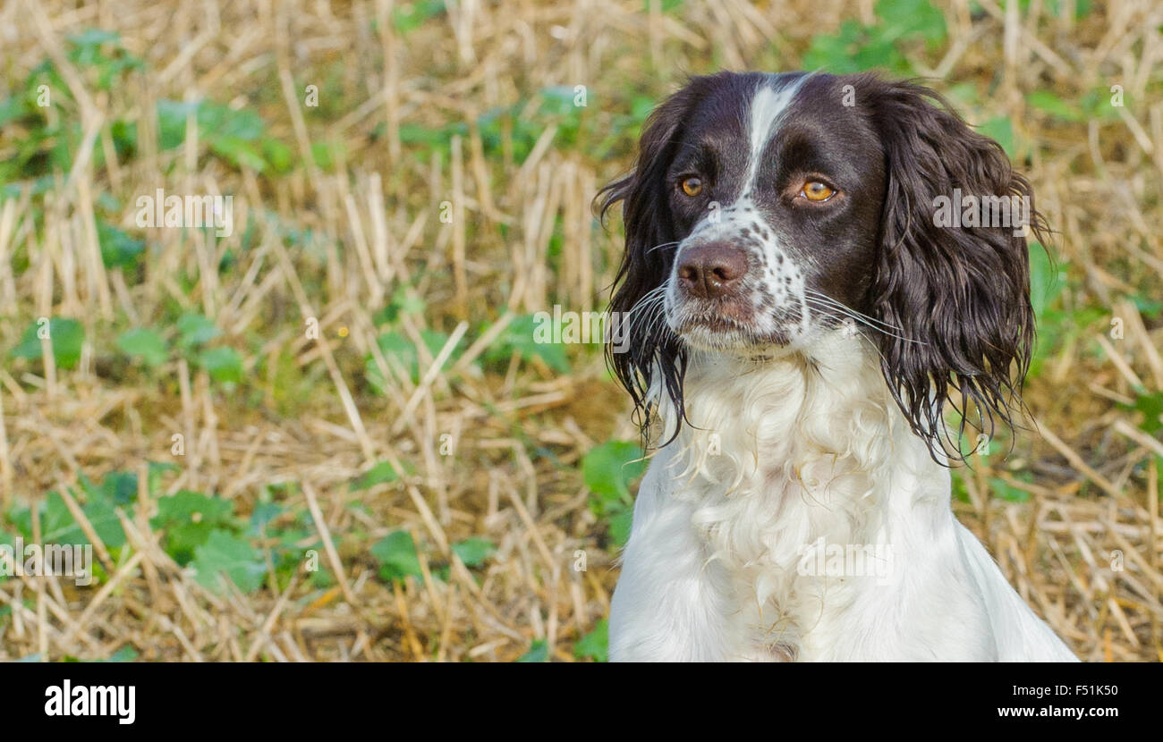 A young English Springer Spaniel dog sat in a field - portrait Stock Photo