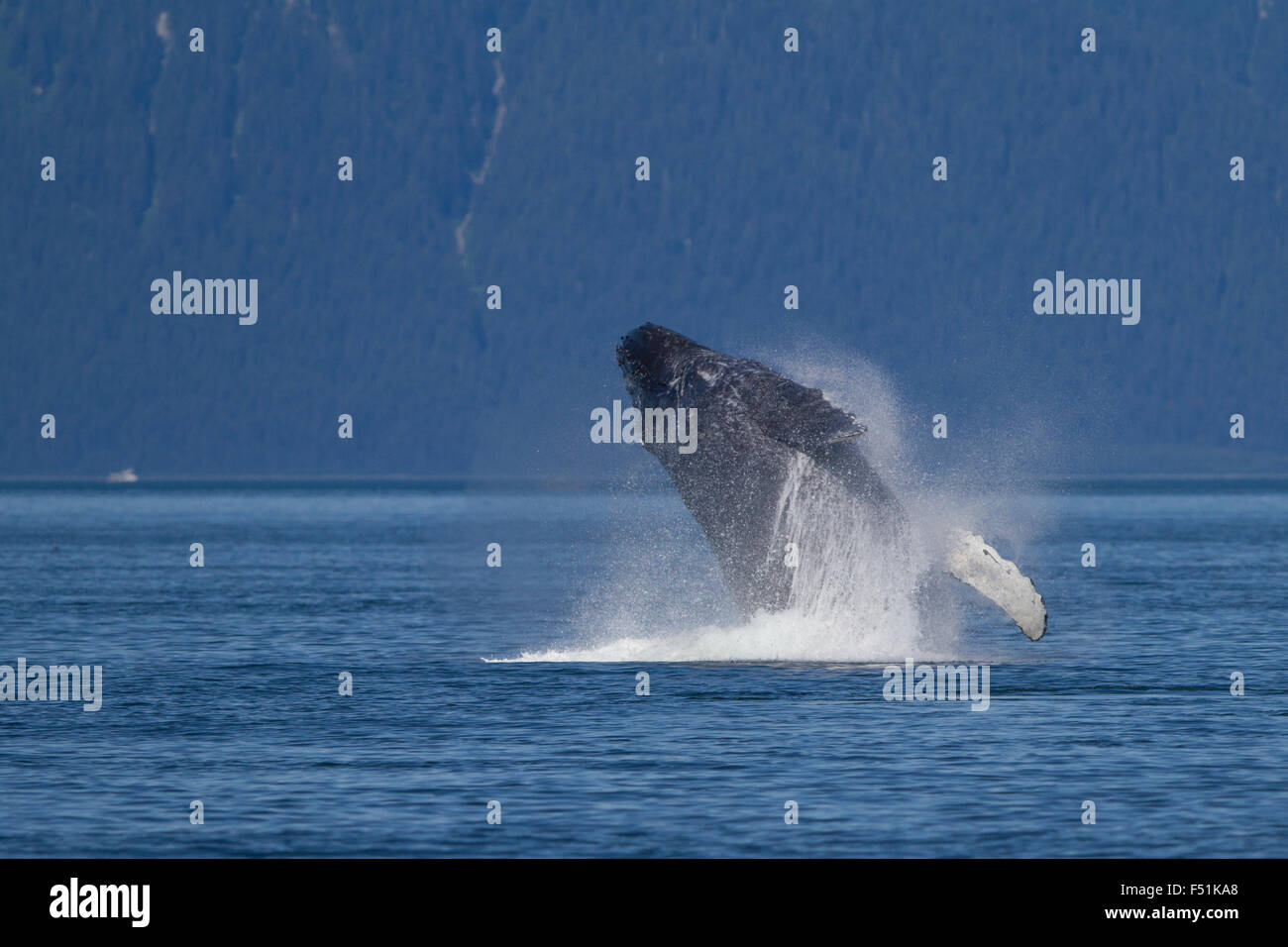 Humpback Whale breaching in Alaskan waters Stock Photo - Alamy