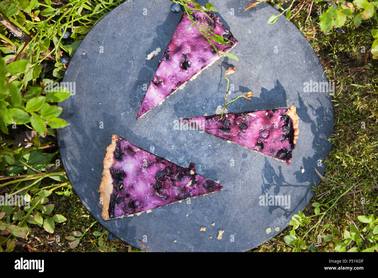 Blueberry pie pieces, near vaccinium myrtillus berries and plants Stock Photo