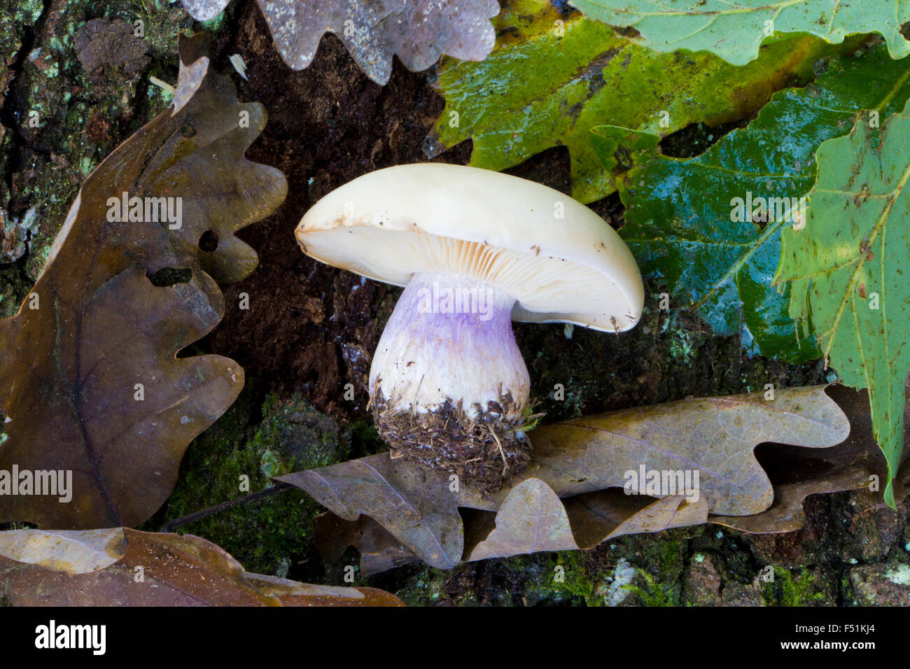 Lepista saeva mushroom or Pied bleu edible mushrooms Stock Photo