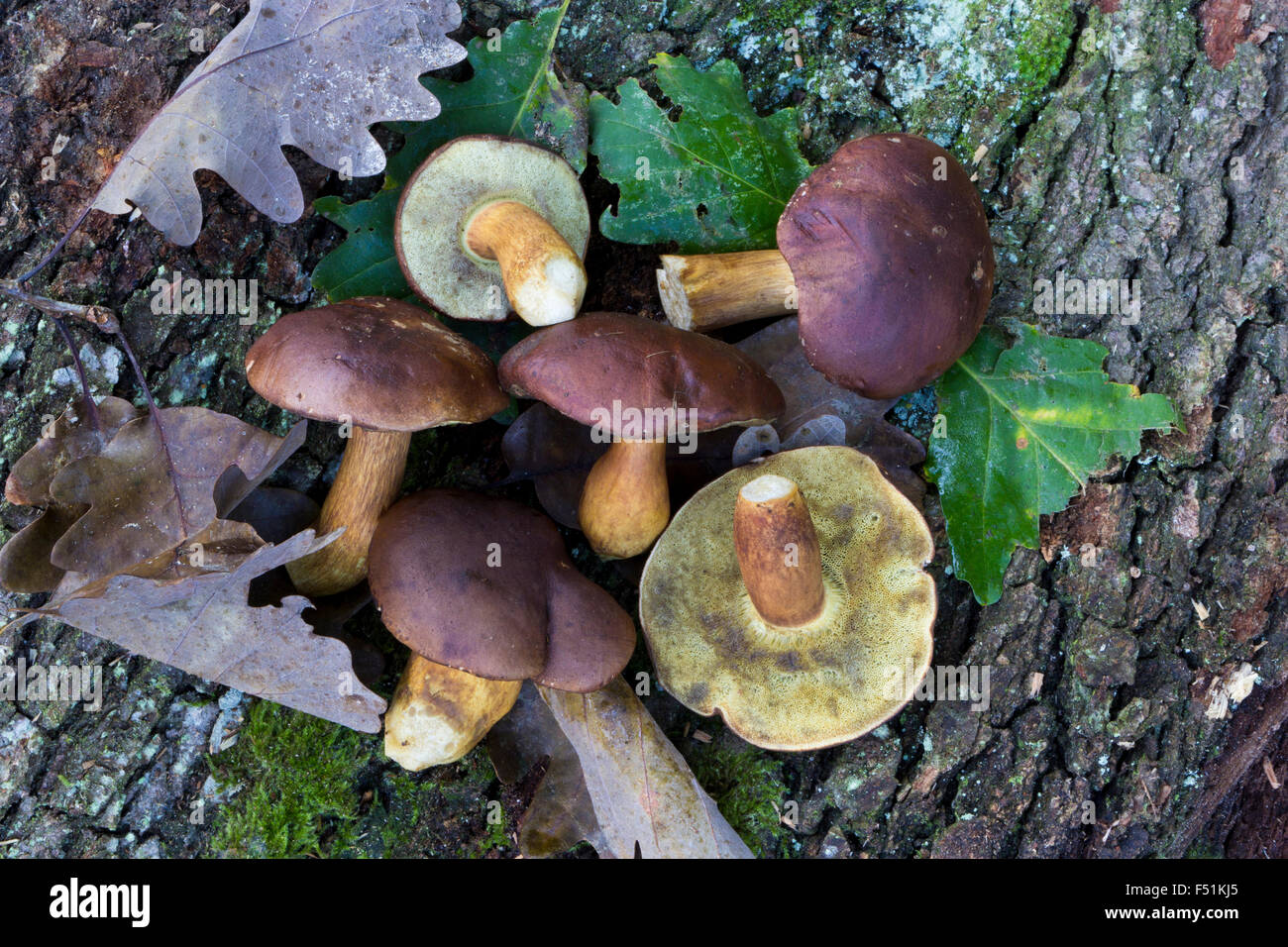 Boletus badius mushrooms in the oak forest Stock Photo