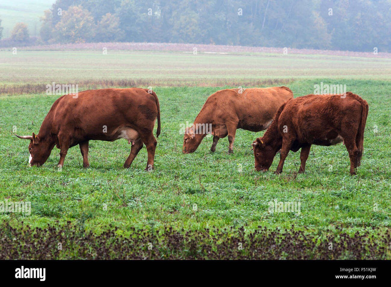Grazing Salers cattle, clover meadow, fog, Middle Franconia, Bavaria