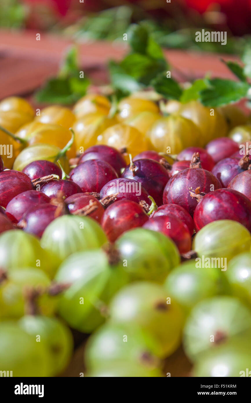 Piles of red, green and yellow gooseberries, Ribes uva-crispa Stock Photo