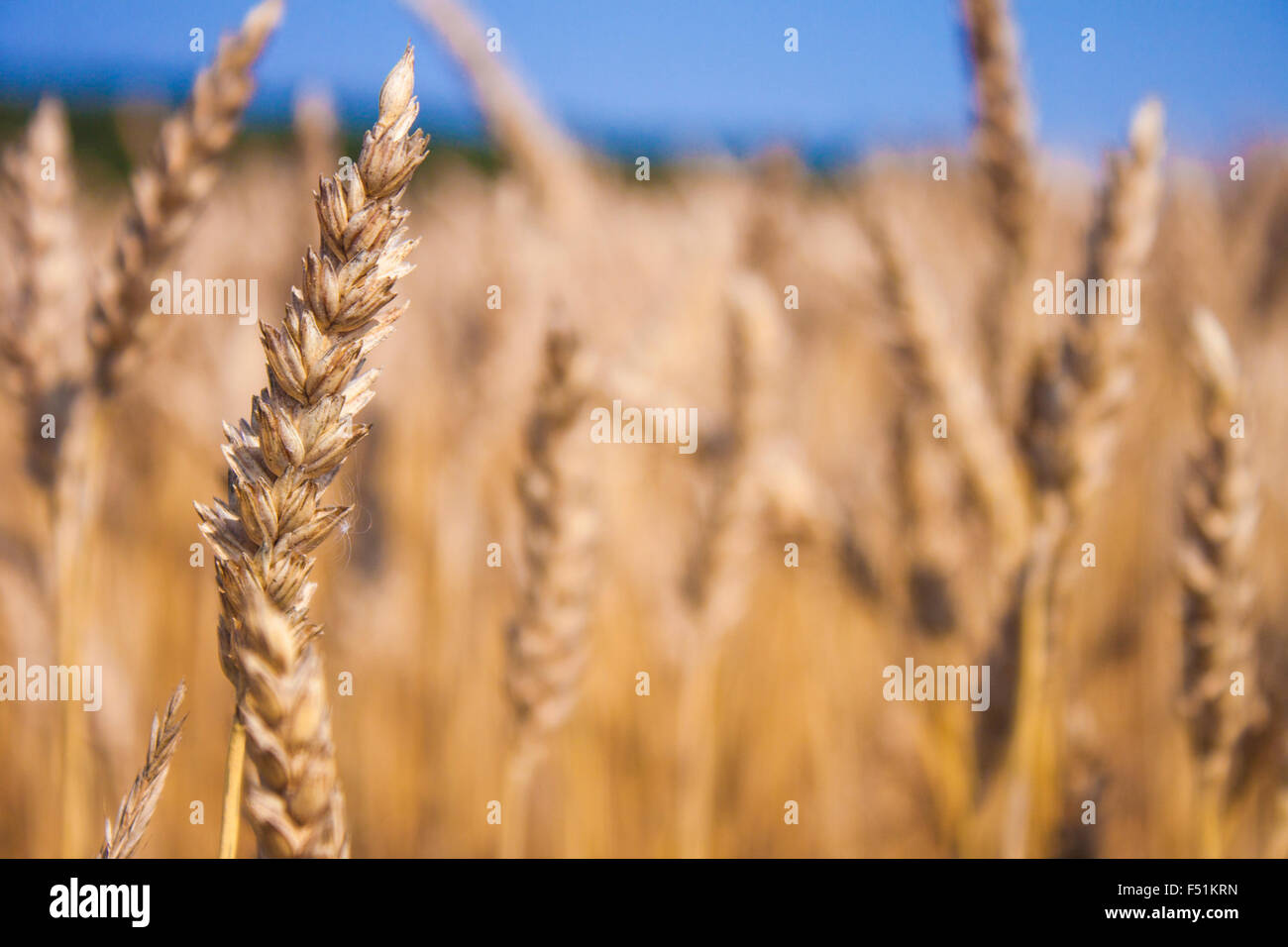 Rye Secale cereale field, full of yellow, golden rye Stock Photo