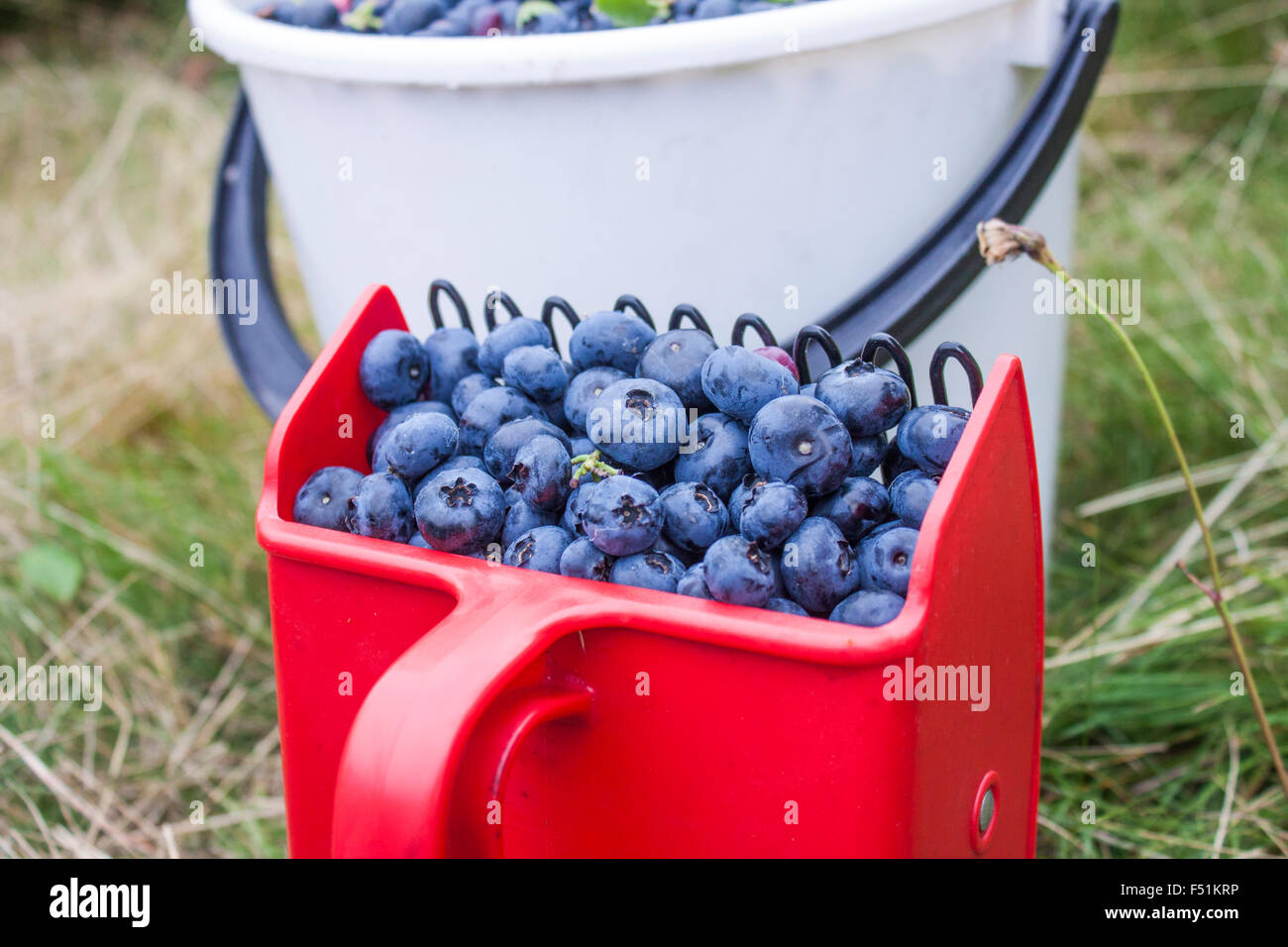 Berry picker hires stock photography and images Alamy