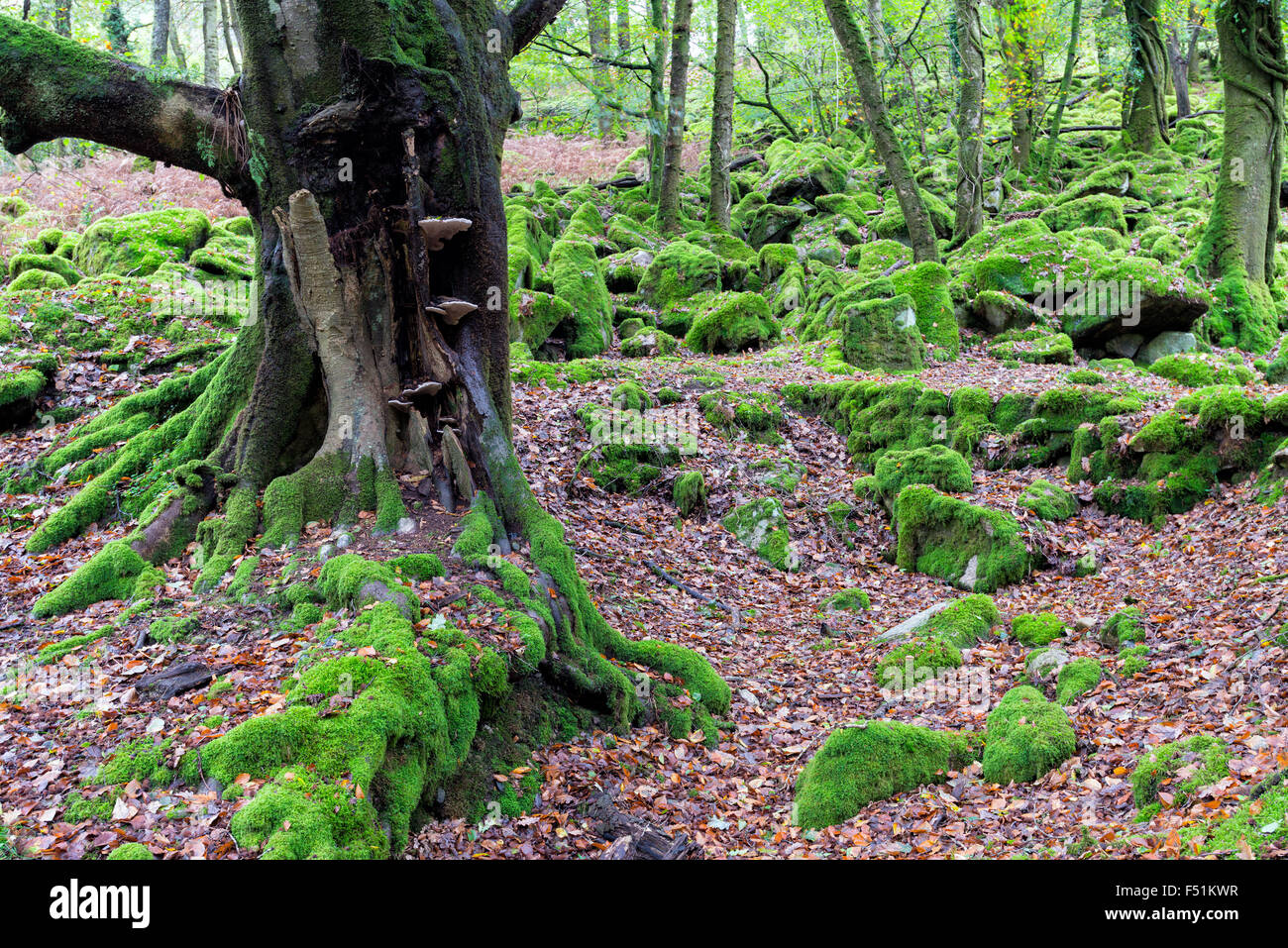 Woodland and mossy rocks at Burrator on Dartmoor in Devon Stock Photo