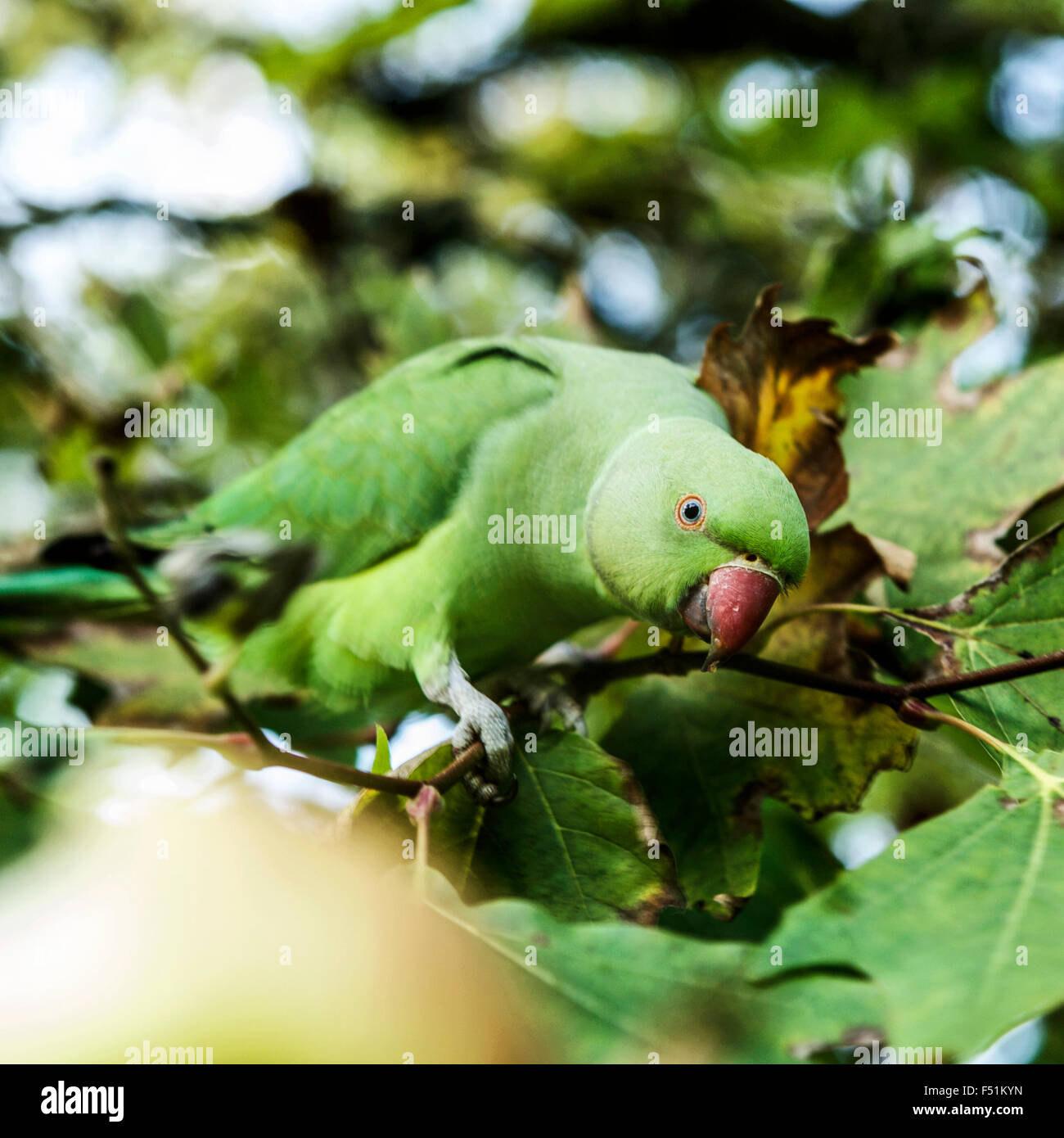 London parrots: Ring-necked or Rose-ringed parakeet (psittacula krameri), Kensington Gardens, London, England, UK. Parrot. Stock Photo