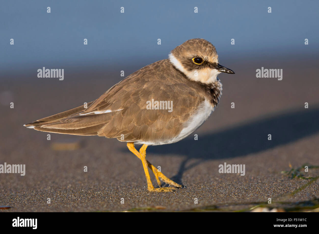 Little Ringed Plover, Juvenile standing on the beach, Campania, Italy (Charadrius dubius) Stock Photo