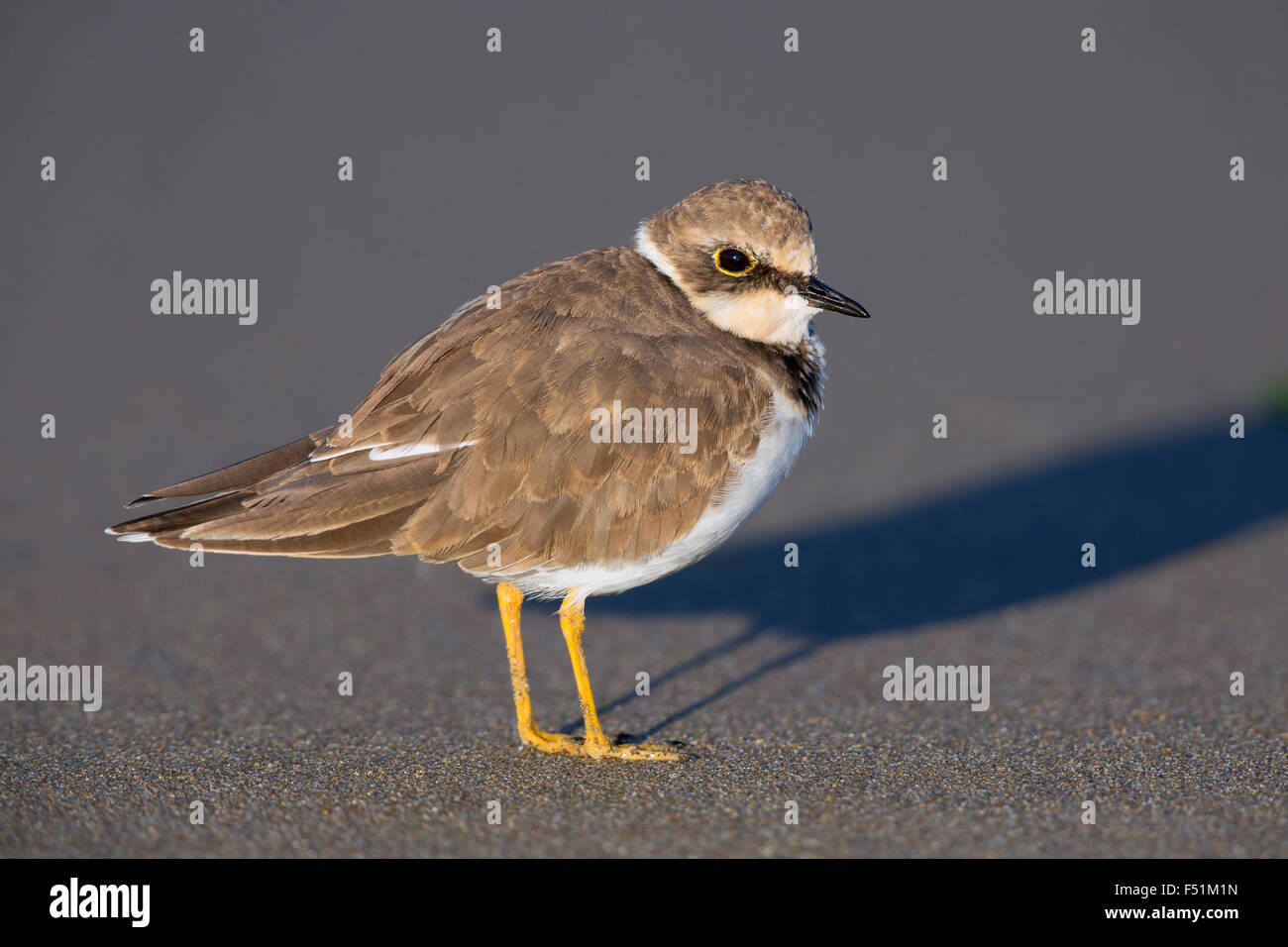 Little Ringed Plover, Juvenile standing on the beach, Campania, Italy (Charadrius dubius) Stock Photo