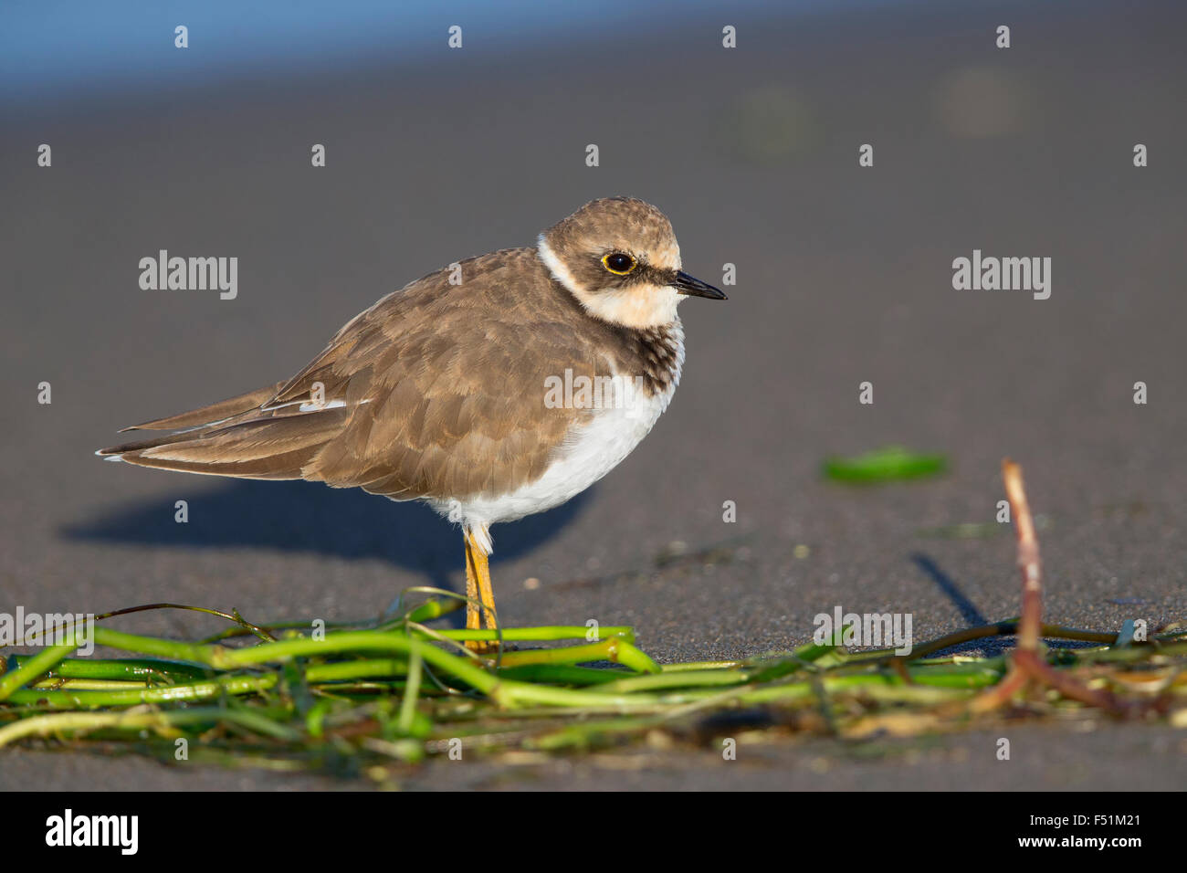 Little Ringed Plover, Juvenile standing on the beach, Campania, Italy (Charadrius dubius) Stock Photo