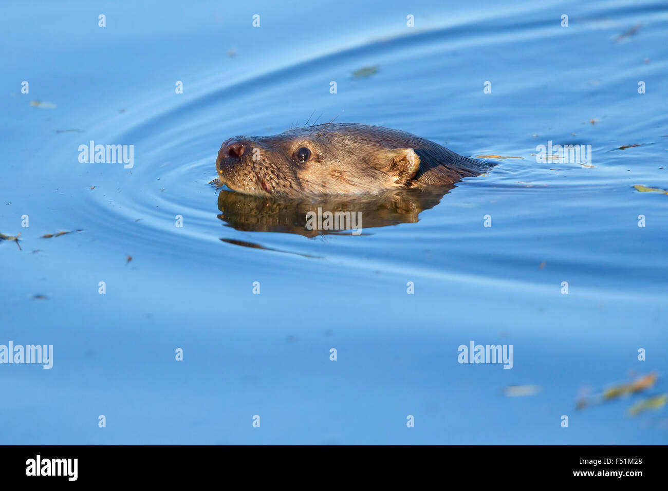Eropean Otter, swimming in blue water, Campania, Italy (Lutra lutra) Stock Photo