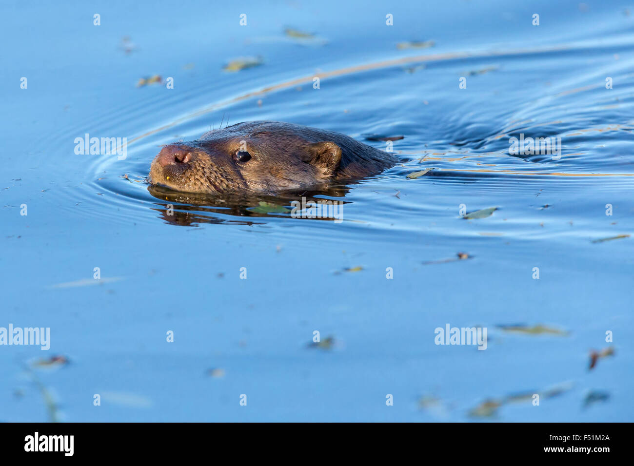 Eropean Otter, swimming in blue water, Campania, Italy (Lutra lutra) Stock Photo
