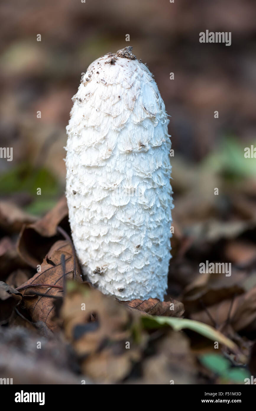 Shaggy Ink Cap toadstool; against leaf-strewn forest floor Stock Photo