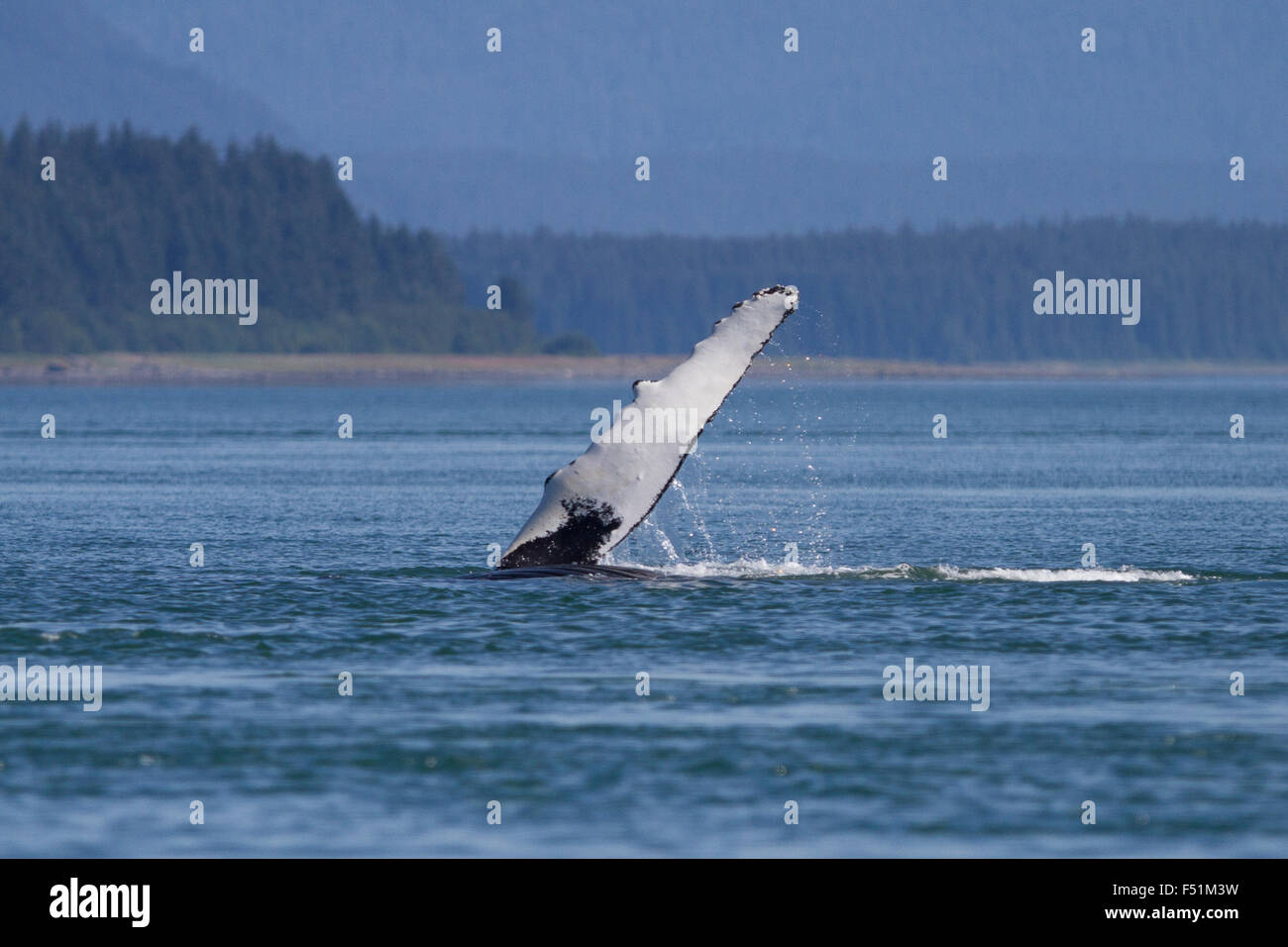 Pectoral slapping hi-res stock photography and images - Alamy