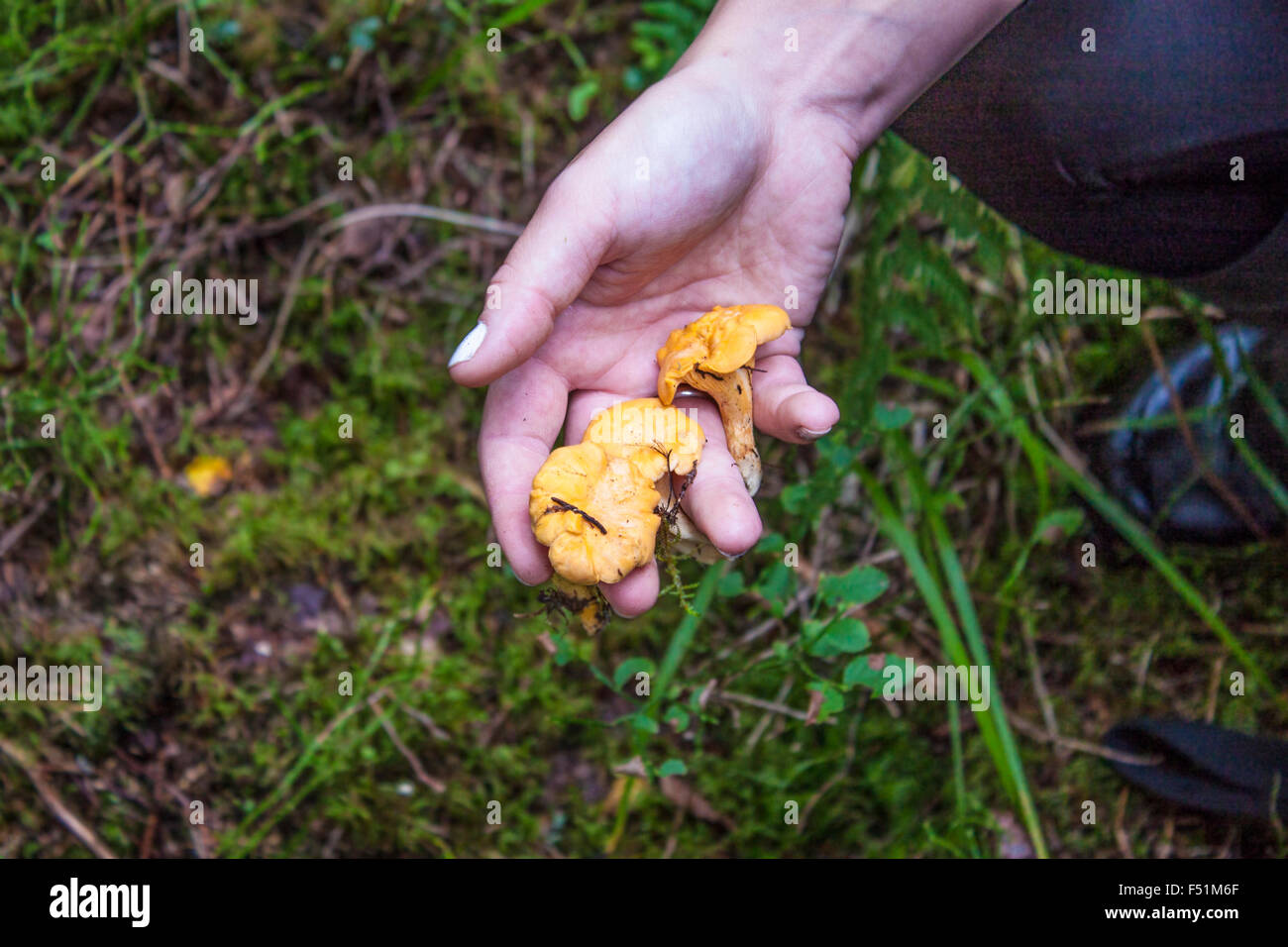 Handful of forage picked yellow chanterelle, Cantharellus cibarius mushrooms, in the forrest Stock Photo