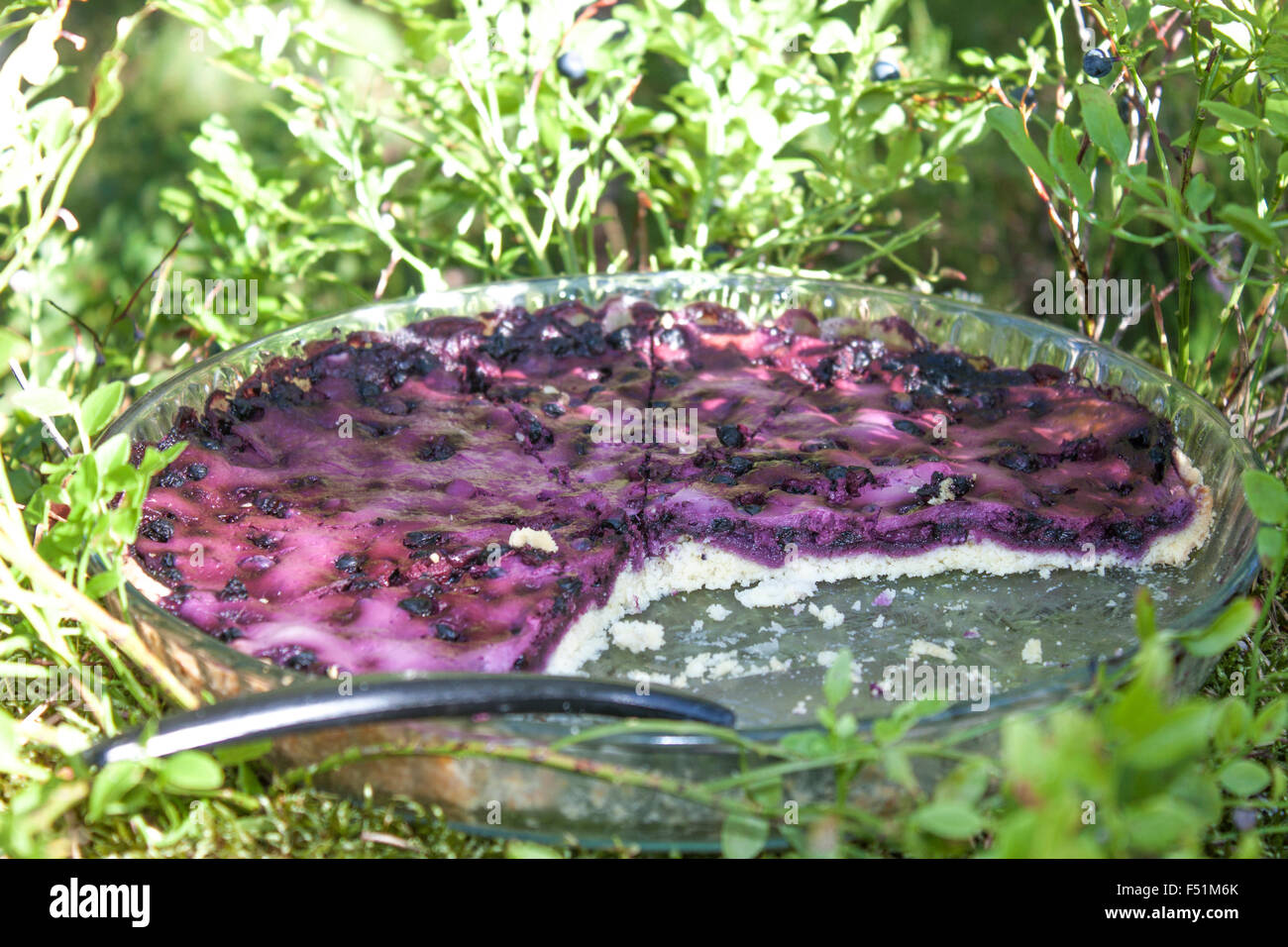 Whole lilac bilberry, vaccinium myrtillus pie, in the blueberry forrest Stock Photo