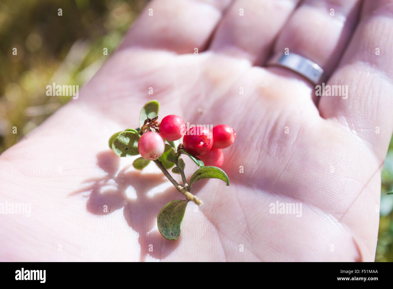Red lingonberry, vaccinium vitis-idaea on a hand Stock Photo