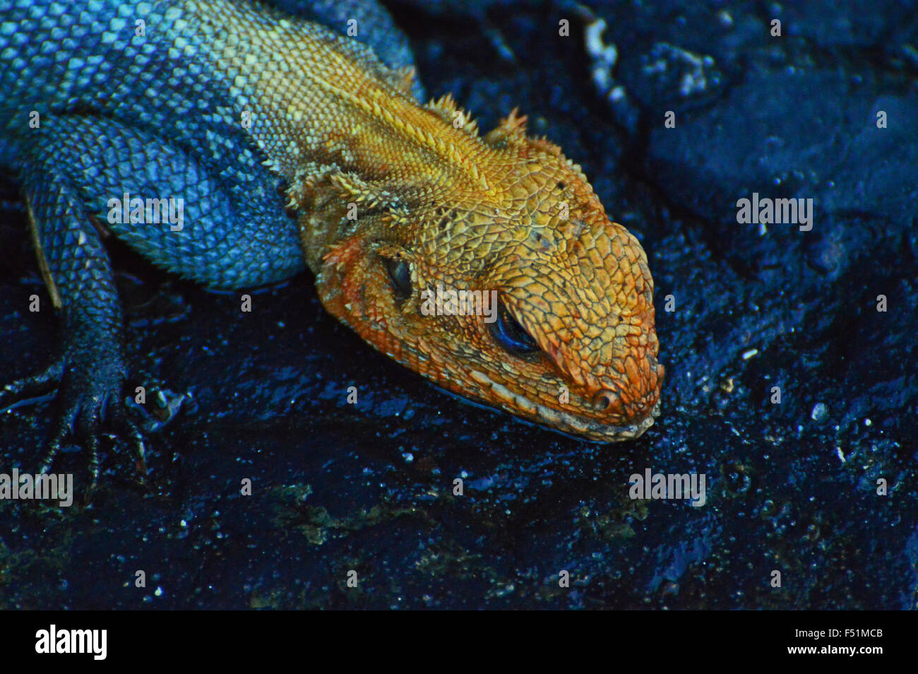 Red head lizard Stock Photo