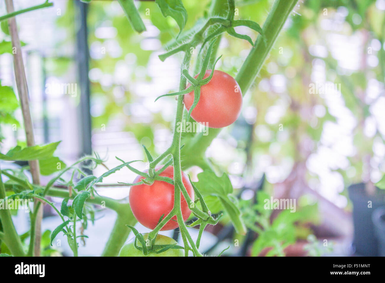 A Greenhouse full of tomato plants, with green and red tomatoes Stock ...