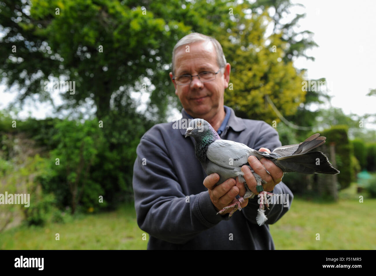 Handler with racing pigeon Stock Photo